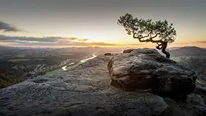 Monochrome: The weathered pine on the Lilienstein in Saxon Switzerland