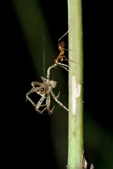 Weaver: Weaver Ant