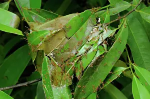 Indochina: Weaver Ant Nest
