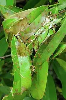 Indochina: Weaver Ant Nest