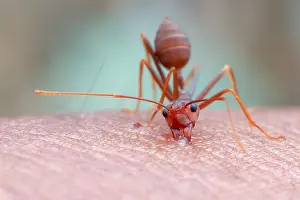 Aculeata: Weaver ant (Oecophylla smaragdina) bite my skin