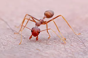 Aculeata: Weaver ant (Oecophylla smaragdina) bite my skin