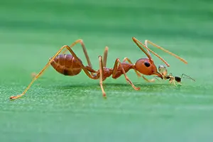 Vespoidea: Weaver ant (Oecophylla smaragdina) bullying another