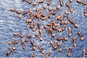 Ants: WEAVER ANTS
