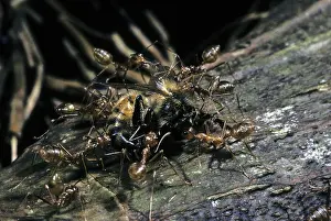 Ants: Weaver Ants