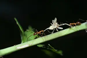 Ants: Weaver Ants