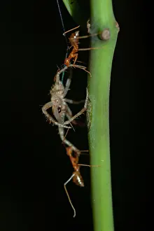 Ants: Weaver Ants