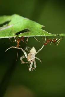 Ants: Weaver Ants