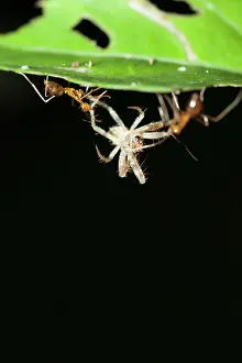 Ants: Weaver Ants