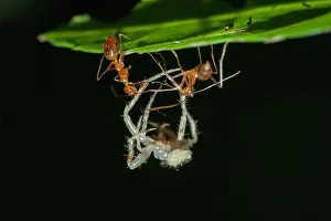 Ants: Weaver Ants