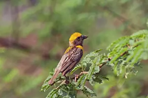Manyar: Weaver Bird - male