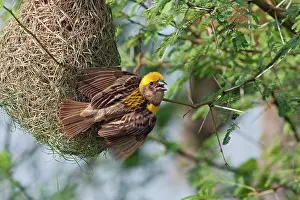 Manyar: Weaver Bird (male) displaying at newly built nest