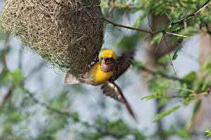 Manyar: Weaver Bird (male) displaying at newly built nest