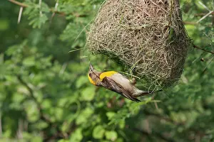 Ploceus: Weaver Bird (male) hanging underneath newly built nest