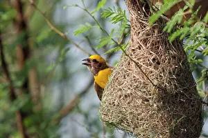 Manyar: Weaver Bird - male outside newly built nest
