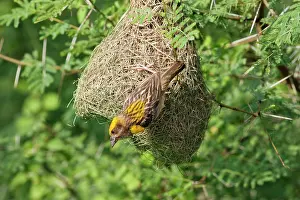 Manyar: Weaver Bird - male outside newly built nest