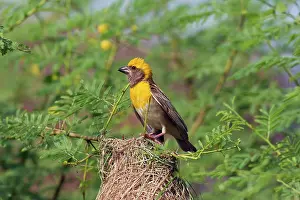 Manyar: Weaver Bird - male outside newly built nest
