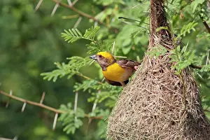 Ploceus: Weaver Bird - male outside newly built nest