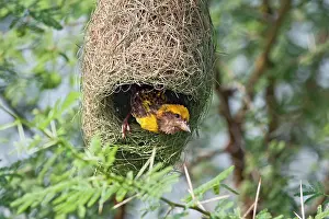 Peeping: Weaver Bird (male) peeping outside newly built nest