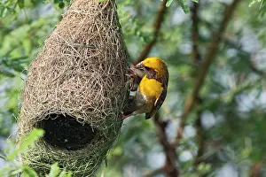 Weaving: Weaver Bird (male) weaving nest