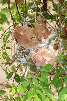Oecophylla: Weaver / Green / Green Tree Ant collecting