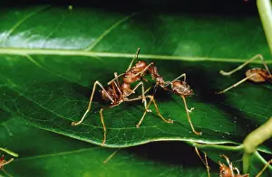 Smaragdina: Weaver / Tree Ant
