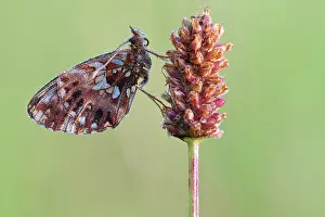 Boloria: Weaver's Fritillary