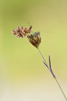 Nemzeti: Weaver's Fritillary (Boloria dia) resting on a flower