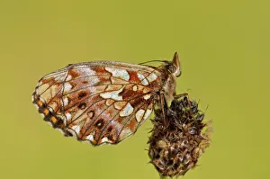 Weavers: Weavers fritillary (Boloria dia) resting on unknown