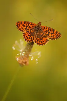 Fritillary: Weaver's fritillary (Clossiana dia) on an ear of