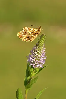 Fritillaries: Weaver's fritillary - Underside, resting on flower head