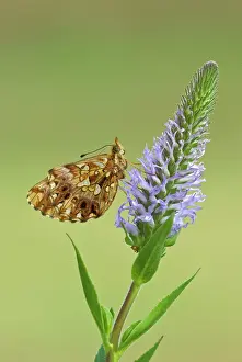 Clossiana: Weaver's fritillary - Underside, on flower head
