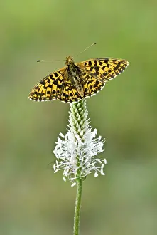 Upperside: Weaver's fritillary - Upperside, resting on plantain