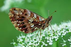 Weavers: Weaver's Fritillary Violet Fritillary