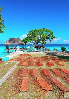 Roofs: Weaving coconut leaf for covering roofs of traditional