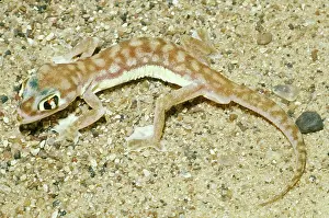 Palmatogecko: Web-footed Gecko