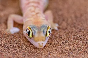 Gecko: WEB FOOTED GECKO