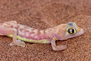 Gecko: WEB FOOTED GECKO