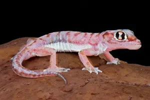 Fragility: Web-footed gecko (Pachydactylus rangei), Namibia