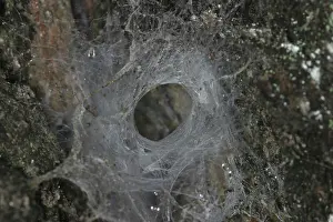Funnel: Web of a funnel-web spider