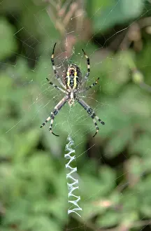 Argiope: Web of the wasp spider (Argiope bruennichi) with