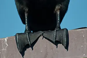 Webbed: Webbed Feet of a Cormorant
