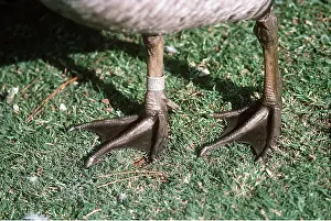Shows: Webbed feet of Hawaiian Goose - Shows abbreviated webs