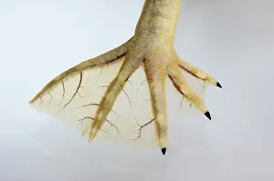 Webbed: Webbed foot of a clawed frog (Silurana sp.)