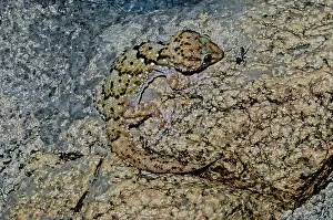 Geckos: Webber's Gecko (Pachydactylus weberi)