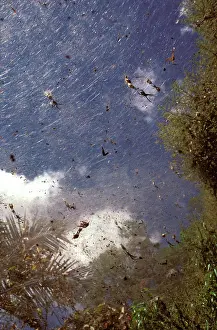 Moluccensis: Webs of communal spider - that lives in huge colonies