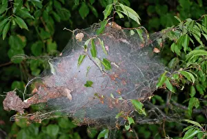 Arctiidae: Webworm Silk Web