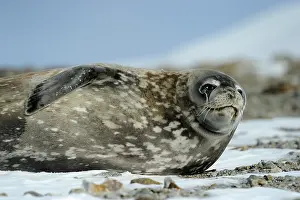 Shelf: Weddel Seal