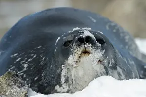 Shelf: Weddel Seal
