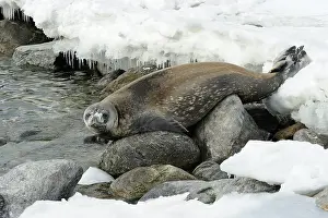 Terra: Weddel Seal